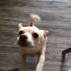 Meet your Posher, Evie